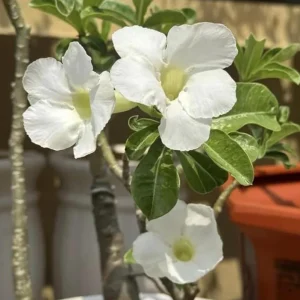 Set of 2 White Desert Rose Live Plants – Adenium Obesum – 4-6