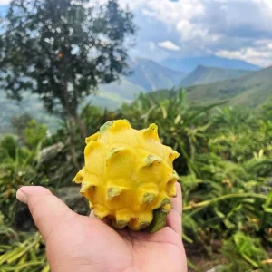 Set of 2 Yellow Dragon Fruit Live Plants - 3-6