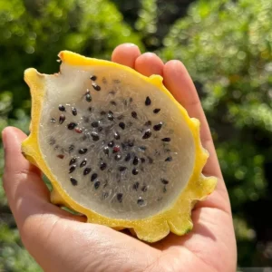 Set of 2 Yellow Dragon Fruit Live Plants - 3-6