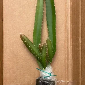 Set of 2 Yellow Dragon Fruit Live Plants - 3-6