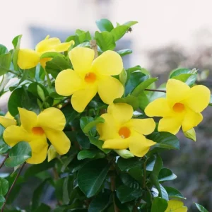 Set of 2 Yellow Mandevilla Live Plant Starter Vines – 4-6