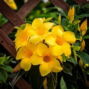 Set of 2 Yellow Mandevilla Live Plant Starter Vines – 4-6