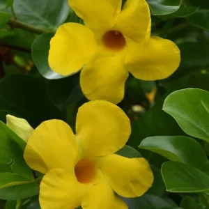 Set of 2 Yellow Mandevilla Live Plant Starter Vines – 4-6