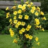 Set of 2 Yellow Mandevilla Live Plant Starter Vines – 4-6" Tall – Outdoor Tropical - Image 1