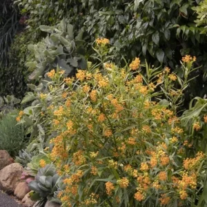 Set of 2 Yellow Milkweed Live Plants - 3-6