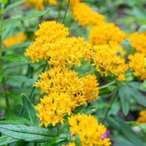 Set of 2 Yellow Milkweed Live Plants - 3-6