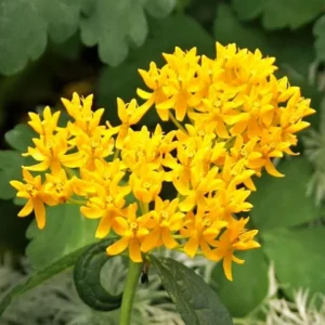 Set of 2 Yellow Milkweed Live Plants - 3-6