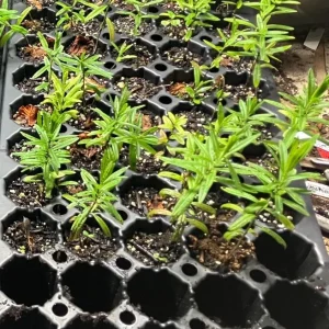 Set of 2 Yellow Milkweed Live Plants - 3-6