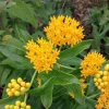 Set of 2 Yellow Milkweed Live Plants - 3-6" Tall Asclepias perennis for Butterflies - Image 1