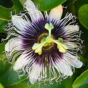 Set of 2 Yellow Passionfruit Live Plants, 3-6