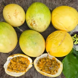 Set of 2 Yellow Passionfruit Live Plants, 3-6