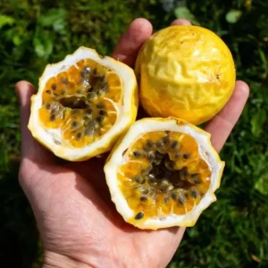 Set of 2 Yellow Passionfruit Live Plants, 3-6