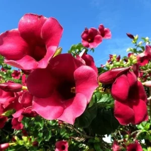 Set of 3 Allamanda 'Lil Red' Live Plants – 4-6