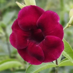 Set of 3 Allamanda 'Lil Red' Live Plants – 4-6