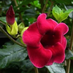 Set of 3 Allamanda 'Lil Red' Live Plants – 4-6