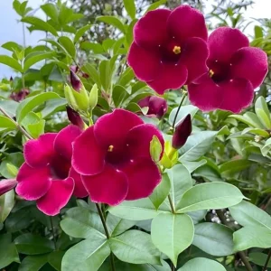 Set of 3 Allamanda 'Lil Red' Live Plants – 4-6