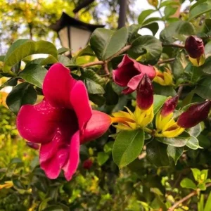 Set of 3 Allamanda 'Lil Red' Live Plants – 4-6