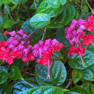 Set of 3 Bleeding Heart Vine Live Plants, 5-9