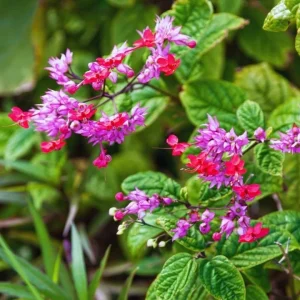 Set of 3 Bleeding Heart Vine Live Plants, 5-9