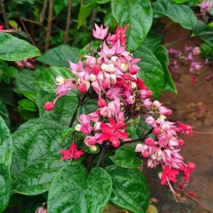 Set of 3 Bleeding Heart Vine Live Plants, 5-9