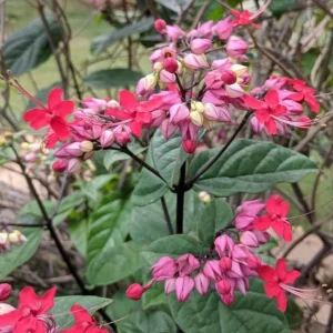 Set of 3 Bleeding Heart Vine Live Plants, 5-9