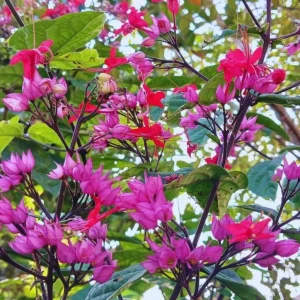 Set of 3 Bleeding Heart Vine Live Plants, 5-9