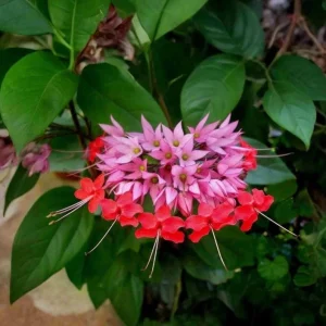 Set of 3 Bleeding Heart Vine Live Plants, 5-9