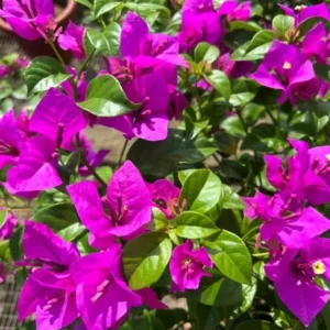 Set of 3 Bougainvillea Live Plants – Elizabeth Angus – 4-6