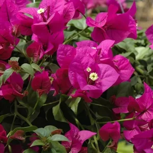 Set of 3 Bougainvillea Live Plants – Elizabeth Angus – 4-6