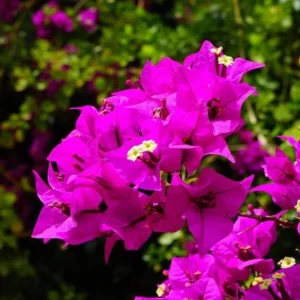 Set of 3 Bougainvillea Live Plants – Elizabeth Angus – 4-6