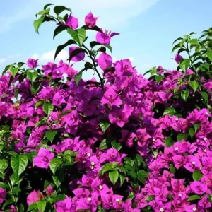 Set of 3 Bougainvillea Live Plants – Elizabeth Angus – 4-6