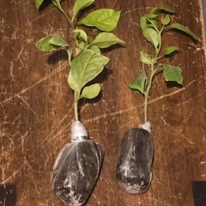 Set of 3 Bougainvillea Live Plants – Elizabeth Angus – 4-6