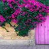 Set of 3 Bougainvillea Live Plants – Elizabeth Angus – 4-6" Tall – Purple-Red Flowering Tropical Vine - Image 1