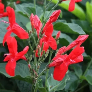 Set of 3 Brazilian Red Ruellia Live Plants – 3-6