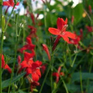 Set of 3 Brazilian Red Ruellia Live Plants – 3-6