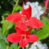 Set of 3 Brazilian Red Ruellia Live Plants – 3-6" Tall Starters – Red Flowers - Image 1