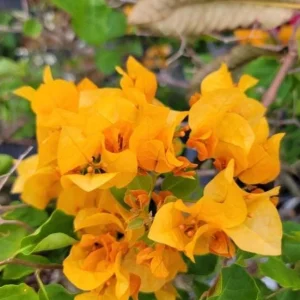 Set of 3 California Gold Bougainvillea Live Plants, 4-6