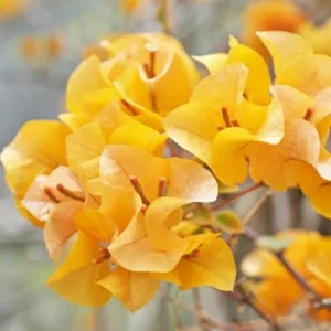 Set of 3 California Gold Bougainvillea Live Plants, 4-6