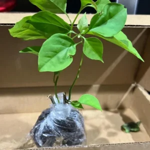 Set of 3 California Gold Bougainvillea Live Plants, 4-6