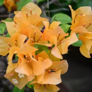 Set of 3 California Gold Bougainvillea Live Plants, 4-6
