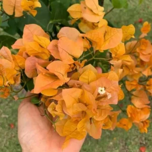 Set of 3 California Gold Bougainvillea Live Plants, 4-6