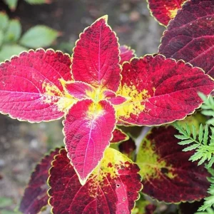 Set of 3 'Dipped in Wine' Coleus Live Plants – 5-9