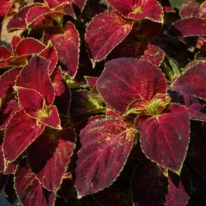 Set of 3 'Dipped in Wine' Coleus Live Plants – 5-9