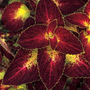 Set of 3 'Dipped in Wine' Coleus Live Plants – 5-9