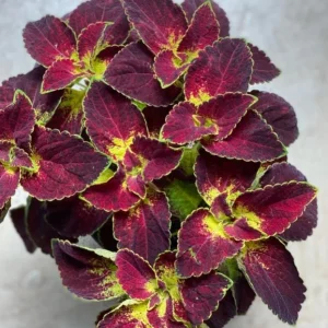 Set of 3 'Dipped in Wine' Coleus Live Plants – 5-9