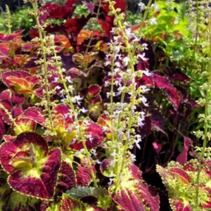 Set of 3 'Dipped in Wine' Coleus Live Plants – 5-9