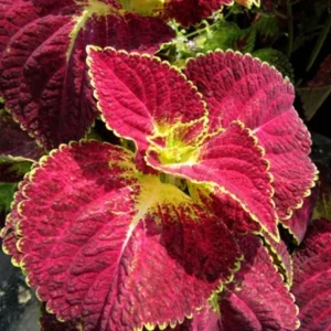 Set of 3 'Dipped in Wine' Coleus Live Plants – 5-9" Tall – Ornamental Foliage - Image 1