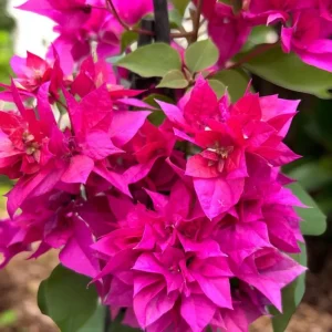 Set of 3 Double Red Bougainvillea Live Plants – 4-6