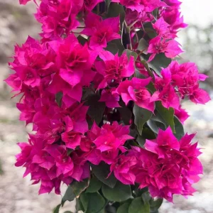 Set of 3 Double Red Bougainvillea Live Plants – 4-6