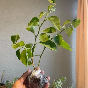 Set of 3 Double Red Bougainvillea Live Plants – 4-6